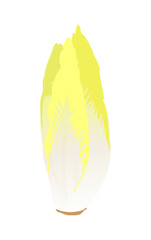 Fall vegetables - endive