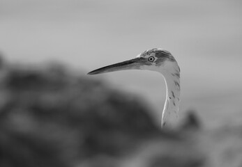 Portrait of a subadult Western reef heron at Busaiteen coast, Bahrain