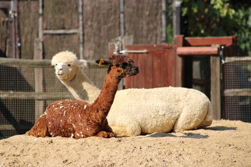 two llamas sitting down together one brown one white