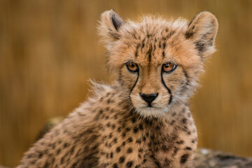 Obraz na płótnie Canvas Cheetah Cub