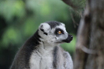 Lemur sitting on a tree looking around