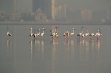 Greater Flamingos in the morning hours at Eker creek, Bahrain