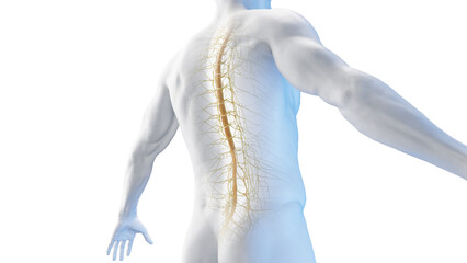3d rendered medical illustration of the spinal cord and thorax nerves