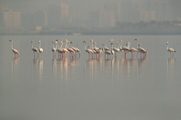 Fototapeta na wymiar Greater Flamingos in the early morning hours at Eker creek, Bahrain