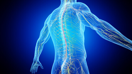 3d rendered medical illustration of the spinal cord and thorax nerves