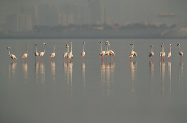 Greater Flamingos landing at Eker creek in the morning, Bahrain