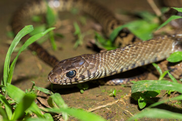 Ptyas mucosa, oriental ratsnake, Indian rat snake in the wildlife