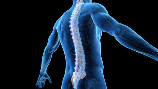 3d Rendered Medical Illustration Of The Spine