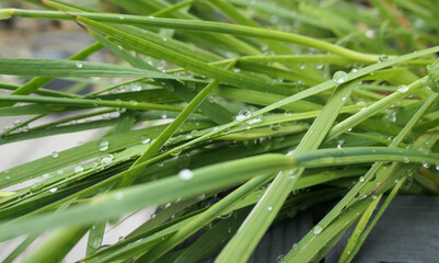 cristal clear raindrops in fresh grass close-up
