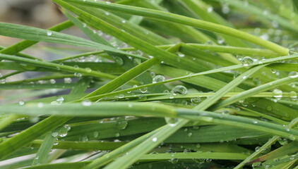 Fototapeta premium drops of dew on fresh grass close-up