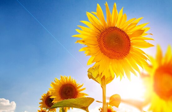 Beautiful fresh yellow Sunflowers field with sun