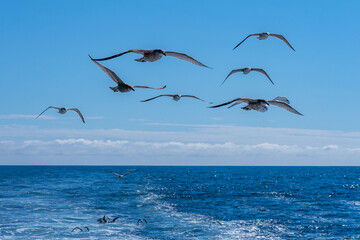 A flock of seagulls with spread wings in the blue sky chasing a fishing ship in the Atlantic Ocean in the morning