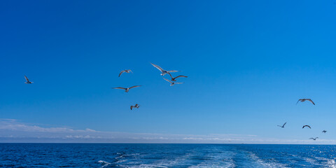 A flock of seagulls over the Atlantic Ocean looking for fish in the wake of a fishing ship