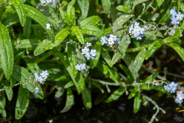 raindrops on forget me nots a symbol of true love and respect