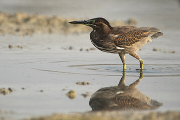 Closeup of a Striated Heron at Arad coast of Bahrain