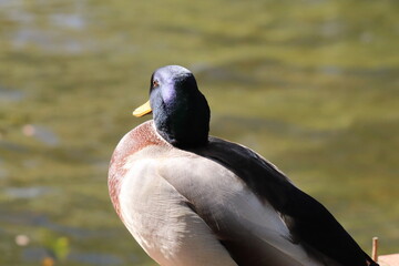 A beautiful portrait image of a Mallard Duck near the edge of a lake. Great detail and the texture can be seen on the animal's head in this image.