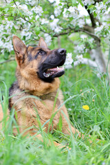 Beautiful German Shepherd dog is playing in the grass with flowers. German Shepherd puppy frolics in the grass, playing with flowers