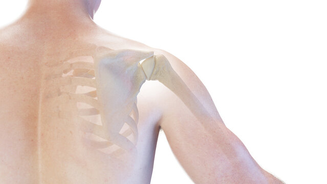 3d rendered medical illustration of the skeletal shoulder