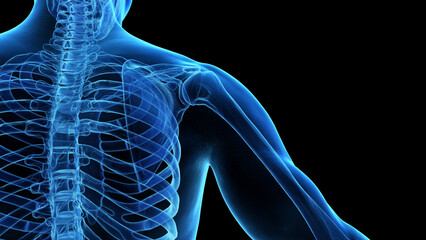 3d rendered medical illustration of the skeletal shoulder