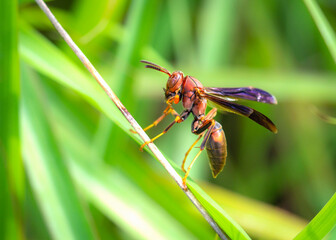 Metric Paper Wasp along the Shadow Creek Ranch Nature Trail in Pearland, Texas!
