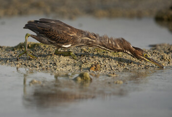Striated Heron stretching to fish at Arad coast of Bahrain