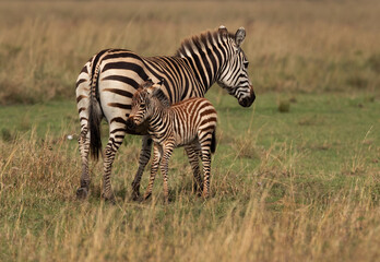 Obraz na płótnie Canvas Zebra with foal at Savannah grassland, Masai Mara