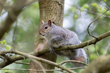Grey Squirrel