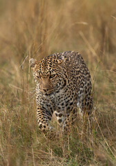 Naklejka premium Leopard walking in the savannah grasses, Masai Mara.