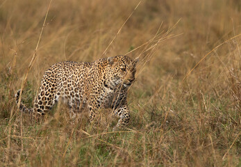 Naklejka premium leopard walking in the grasses, Masai Mara, Kenya