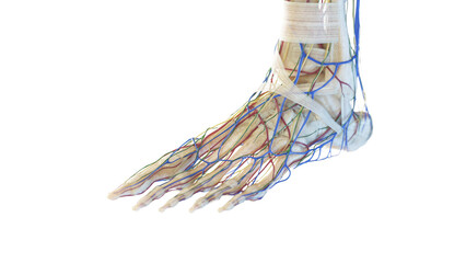 3d rendered medical illustration of the anatomy of the foot