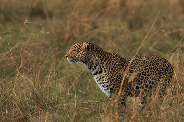 Portrait of a leopard taken while walking in the grasses, Masai Mara.