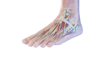 3d rendered medical illustration of the anatomy of the foot