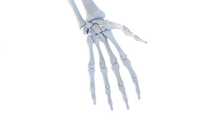 Obraz na płótnie Canvas 3d rendered medical illustration of the bones of the hand