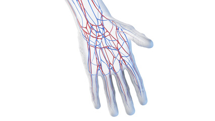 Obraz na płótnie Canvas 3d rendered medical illustration of the vascular anatomy of the hand
