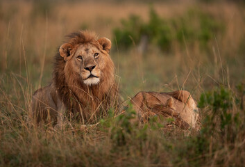 Lion and lioness in the morning hours at Masai Mara, Kenya