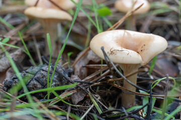 Wild mushroom сlitocybe growing rows on forest floor. Edible light brown mushroom talker family tricholomataceae. Smoky plate and funnel shaped of govorushka ryadovkovye. Harvest and season fungal.