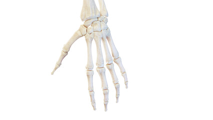 3d rendered medical illustration of the bones of the hand