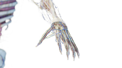 3d rendered medical illustration of the hand anatomy