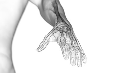 3d rendered medical illustration of the bones of the hand - obrazy, fototapety, plakaty