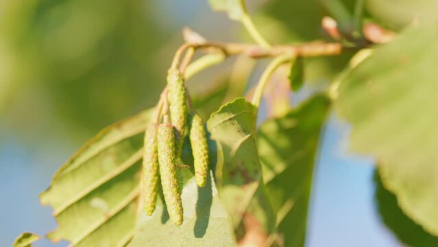 Black alder cones in summer. Alder tree branch during late summer. Commercially important lumber. Close up.