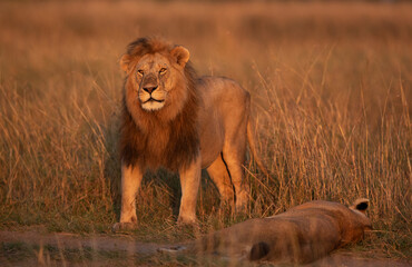 A Lion near a lioness resting in the morning hours at Masai Mara, Kenya