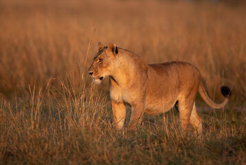 lioness during morning hours in Savanah, Masai Mara, Kenya