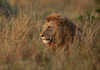 Fototapeta na wymiar Portrait of a Lion at Masai Mara, Kenya