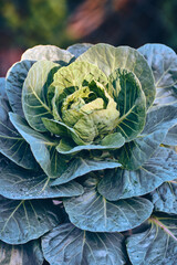 Cabbage leaves in autumn sun. High quality photo
