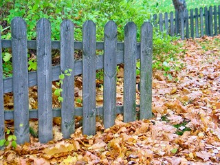 Grey wooden fence with brown maple leaves on the ground in a garden in autumn.