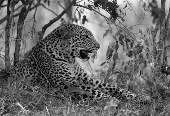 leopard resting under bushe, Masai Mara, Kenya.