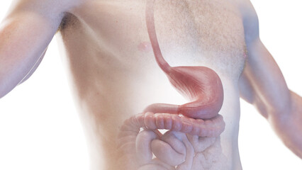 3d rendered medical illustration of the stomach and esophagus