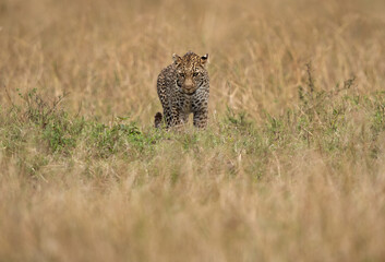 Leopard on walk in the grassand of Masai Mara, Kenya
