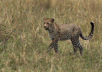 leopard walking in the grasses, Masai Mara.