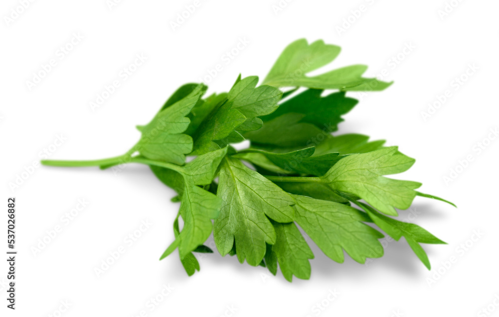 Wall mural green fresh parsley branch isolated on white